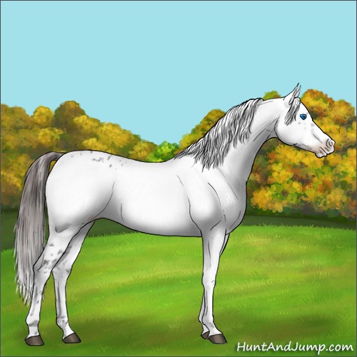 Horse Color:Liver Chestnut Frame 