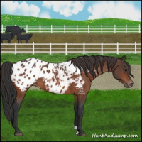 Horse Color:Bay Appaloosa 