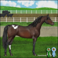 Horse Color:Brown Appaloosa 