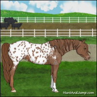 Horse Color:Chestnut Near Leopard 