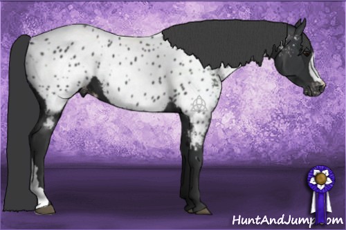 Horse Color:Black Near Leopard