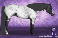 Horse Color:Black Near Leopard 