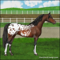 Horse Color:Brown Appaloosa 