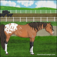 Horse Color:Bay Appaloosa 