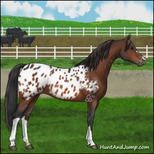 Horse Color:Bay Near Leopard 