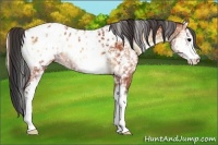 Horse Color:White Spotted Bay Onyx Appaloosa 