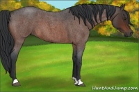 Horse Color:Brown Roan 