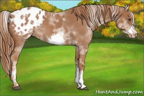 Horse Color:White Spotted Red Roan Frame Appaloosa 