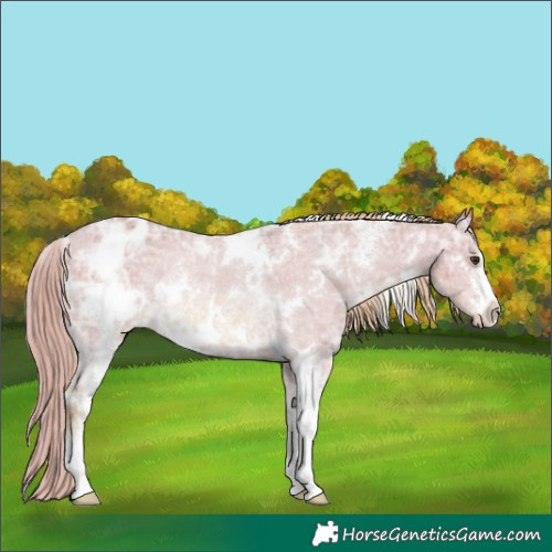 Horse Color:Watercolor White Spotted Red Dun Ice Sabino Varnish Rabicano 