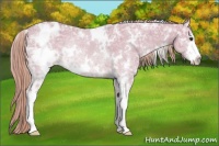 Horse Color:Watercolor White Spotted Red Dun Ice Sabino Appaloosa Rabicano 