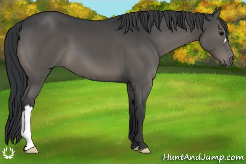 Horse Color:Black 