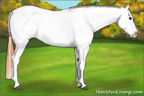 Horse Color:Bay Dun Tobiano Varnish 