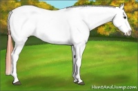 Horse Color:Bay Dun Tobiano Varnish 