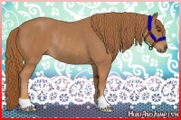 Horse Color:Chestnut Rabicano 