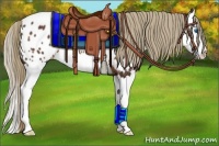 Horse Color:Liver Chestnut Splash Appaloosa 