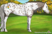 Horse Color:Liver Red Dun Roan Splash Appaloosa Rabicano 