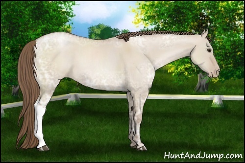 Horse Color:Grullo Ice Pearl 