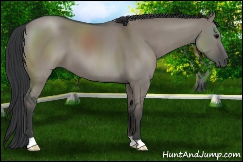 Horse Color:Grullo 