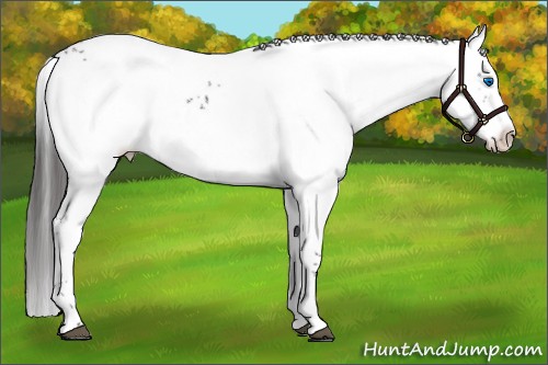 Horse Color:Liver Chestnut Frame 