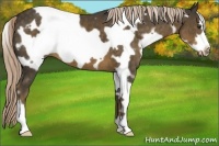 Horse Color:White Spotted Chocolate Palomino Frame