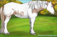 Horse Color:Chestnut Ice Splash Tobiano Appaloosa 