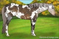 Horse Color:White Spotted Chocolate Palomino