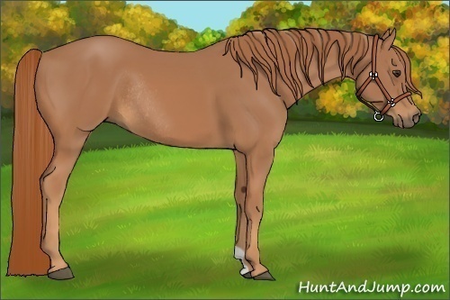 Horse Color:Chestnut Rabicano 