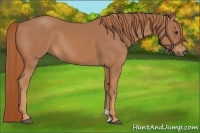 Horse Color:Chestnut Rabicano