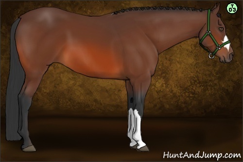 Horse Color:Bay 