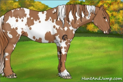 Horse Color:White Spotted Chestnut 