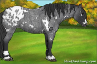 Horse Color:White Spotted Blue Roan Appaloosa 