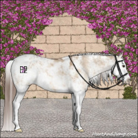 Horse Color:Bay Dun Sabino Splash Appaloosa 
