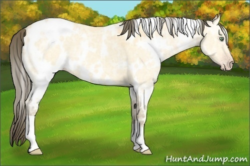 Horse Color:White Spotted Amber Cream Champagne Ice 