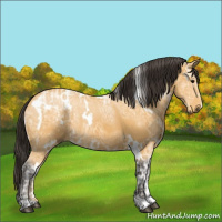 Horse Color:White Spotted Buckskin Ice Rabicano