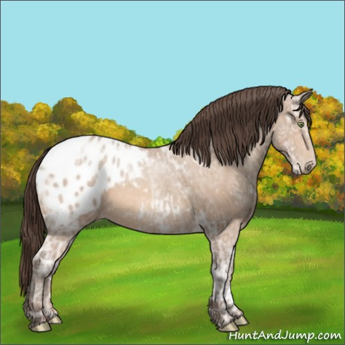 Horse Color:Amber Champagne Ice Appaloosa