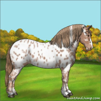 Horse Color:White Spotted Chestnut Ice Appaloosa 