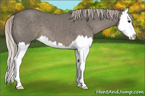 Horse Color:Silver Blue Roan Splash 