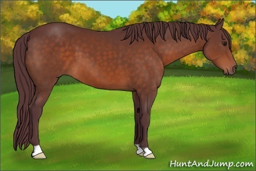 Horse Color:Chocolate Brown 