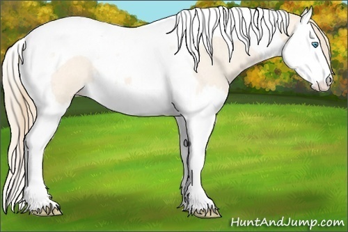 Horse Color:Perlino Roan Splash Tobiano