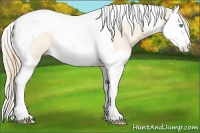 Horse Color:Perlino Roan Splash Tobiano
