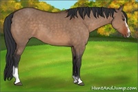 Horse Color:Brown Dun Sabino 