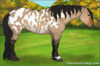 Horse Color:Gray Bay Dun Appaloosa 