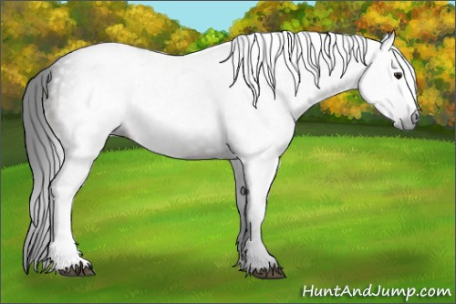 Horse Color:Gray Brown