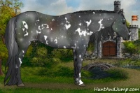 Horse Color:White Spotted Black Rabicano 