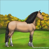 Horse Color:Bay Dun