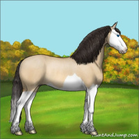 Horse Color:Buckskin Dun Splash Rabicano