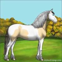 Horse Color:Buckskin Dun Splash Tobiano