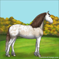 Horse Color:Classic Champagne Dun Splash Appaloosa 