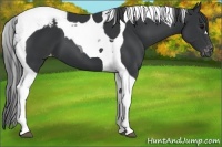 Horse Color:Black Tobiano Snowcap 