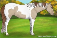 Horse Color:Classic Champagne Dun Tobiano Varnish